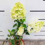 Hortenzia metlinatá (Hydrangea paniculata) ´VANILLE FRAISE´® - výška 20-30 cm, kont. C2L